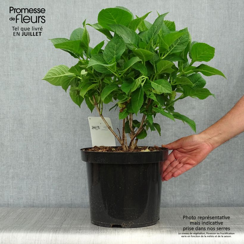 Exemplar von Hydrangea macrophylla Blaumeise - Bauernhortensie Topf mit 7,5L/10L wie im Sommer geliefert