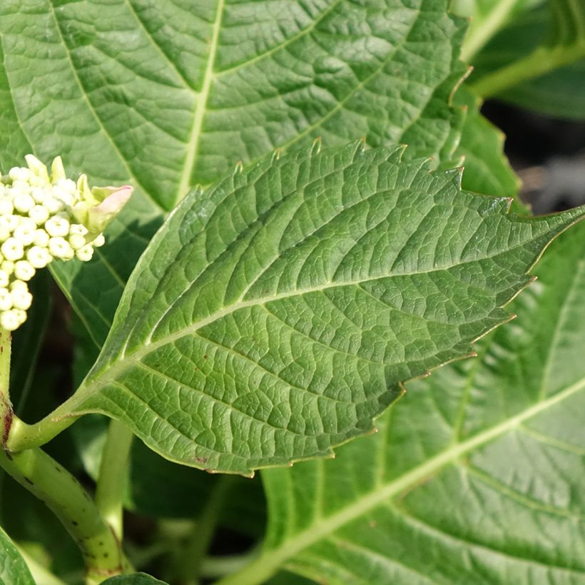 Hydrangea macrophylla Bloombuster Rosa - Bauernhortensie (Foliage)