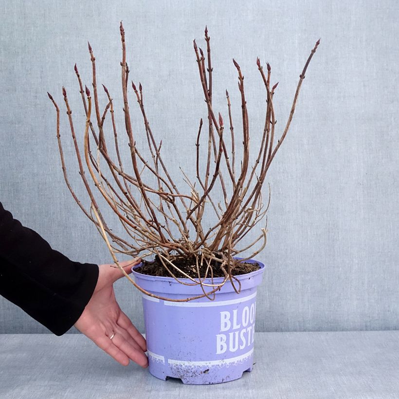 Example of Hydrangea macrophylla Bloombuster Rosa - Bauernhortensie Topf mit 4L/5L as you get in hiver
