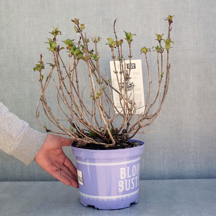 Exemplar von Hydrangea macrophylla Bloombuster Rosa - Bauernhortensie Topf mit 4L/5L wie im Frühjahr geliefert