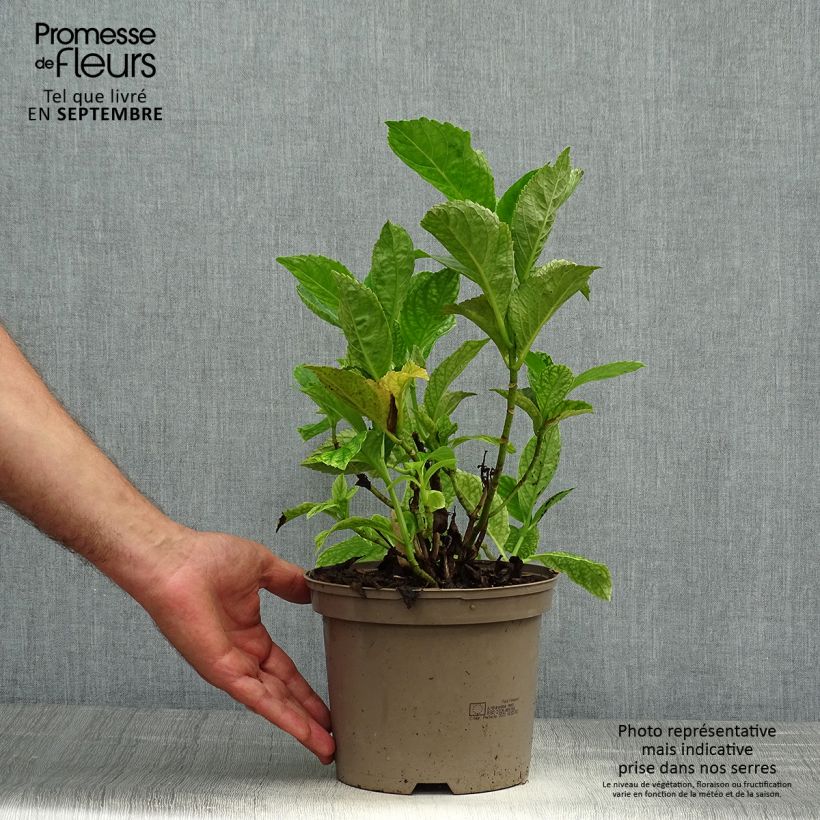Example of Hydrangea macrophylla Blue wave - Bauernhortensie Topf mit 2L/3L as you get in automne