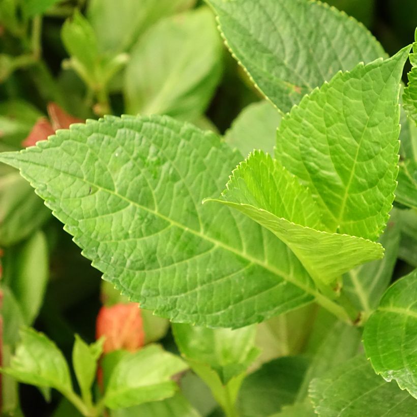 Hydrangea macrophylla Blue wave - Bauernhortensie (Foliage)
