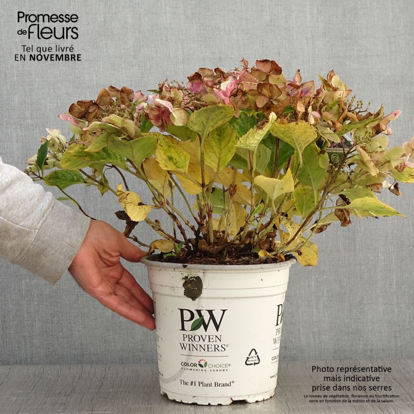 Example of Hydrangea macrophylla Blueberry Cheesecake - Bauernhortensie Topf mit 4L/5L as you get in automne