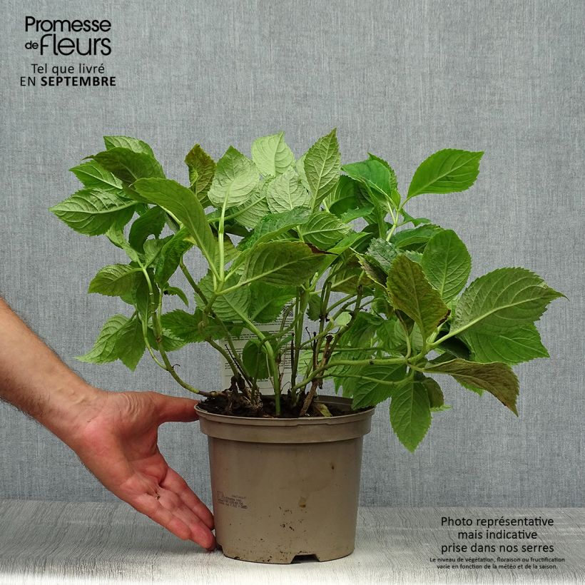 Example of Hydrangea macrophylla Bouquet Rose - Bauernhortensie Topf mit 2L/3L as you get in automne