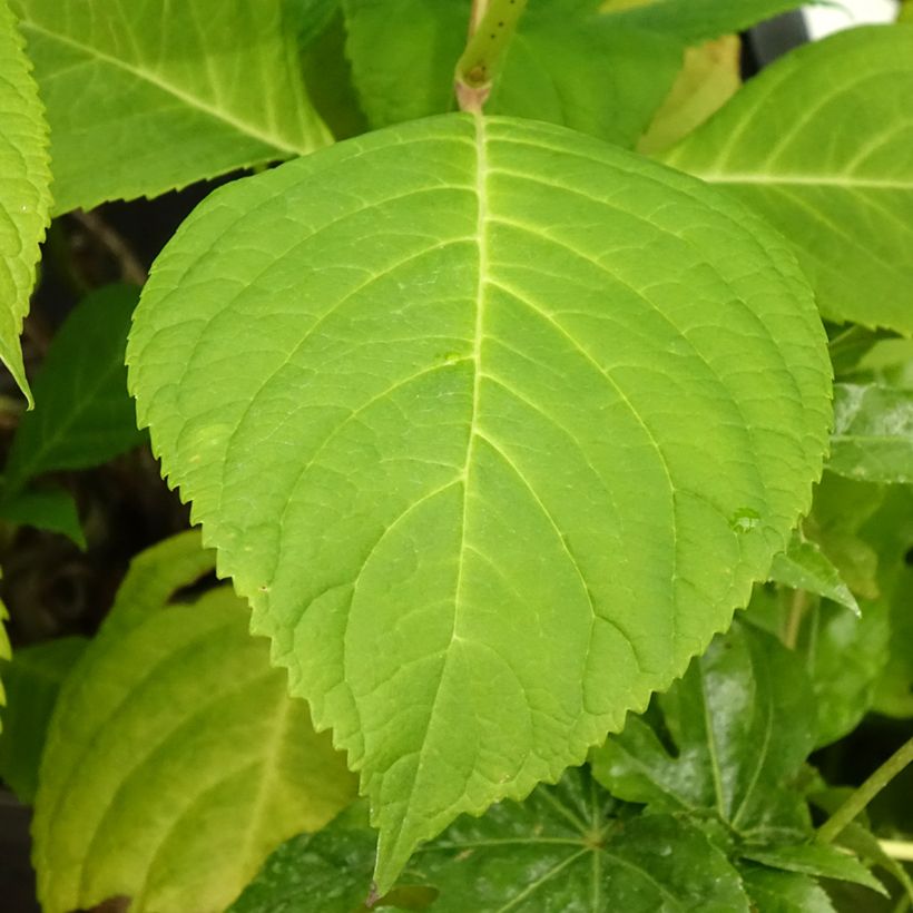 Hydrangea macrophylla Bouquet Rose - Bauernhortensie (Foliage)