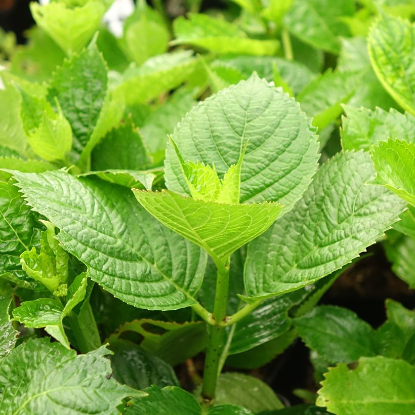 Hydrangea macrophylla Buchfink - Bauernhortensie (Foliage)