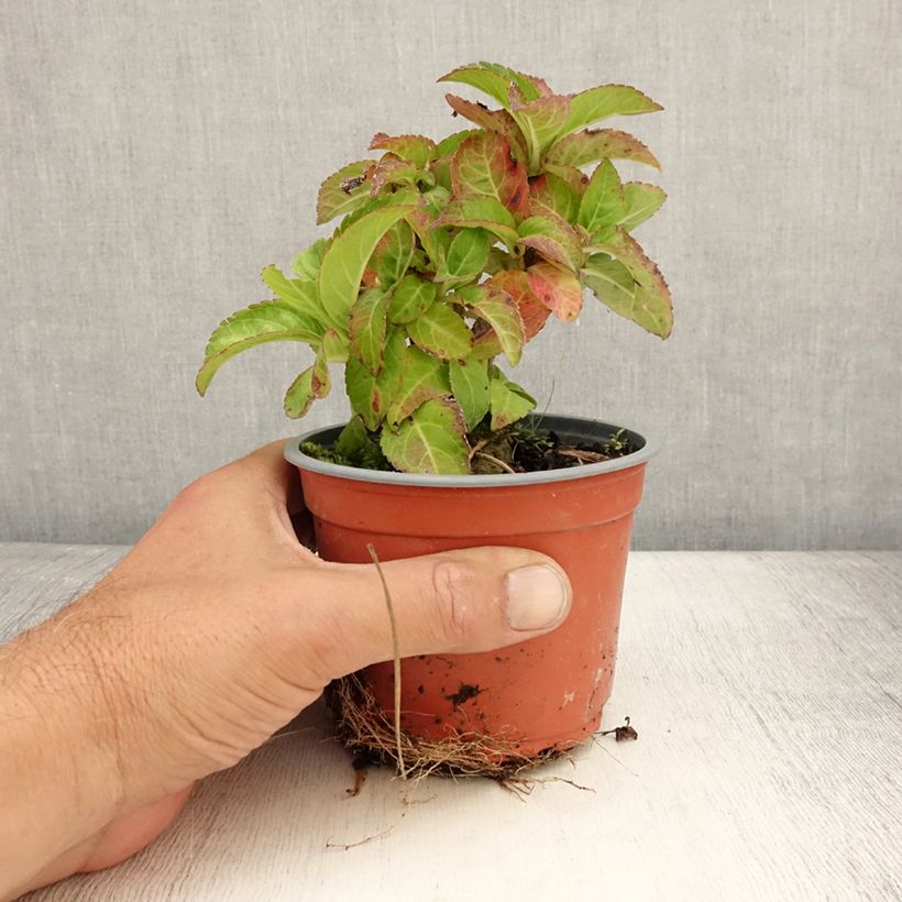 Example of Hydrangea macrophylla Caipirinha - Bauernhortensie Topf 12 cm / 13 cm as you get in ete