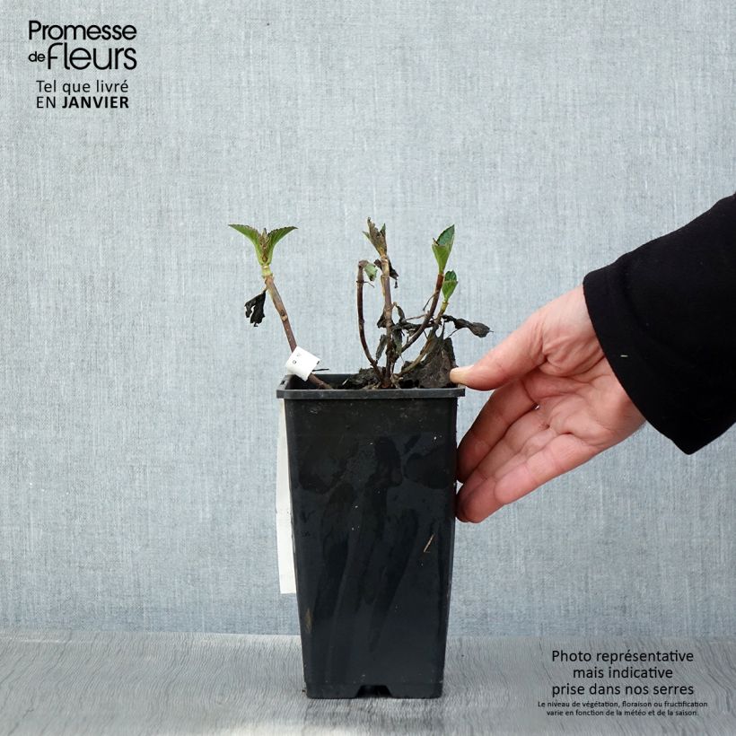 Exemplar von Hydrangea macrophylla Chocolate Ever Belles - Bauernhortensie Topf mit 1,5L/2L wie im Winter geliefert