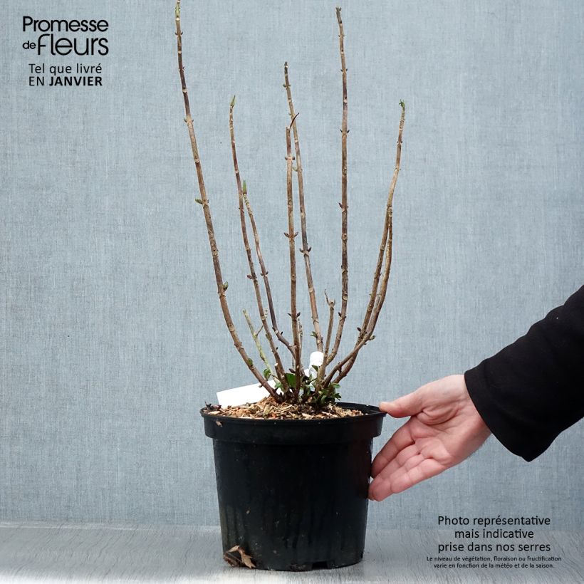 Exemplar von Hydrangea macrophylla Chocolate Ever Belles - Bauernhortensie Topf mit 4L/5L wie im Winter geliefert