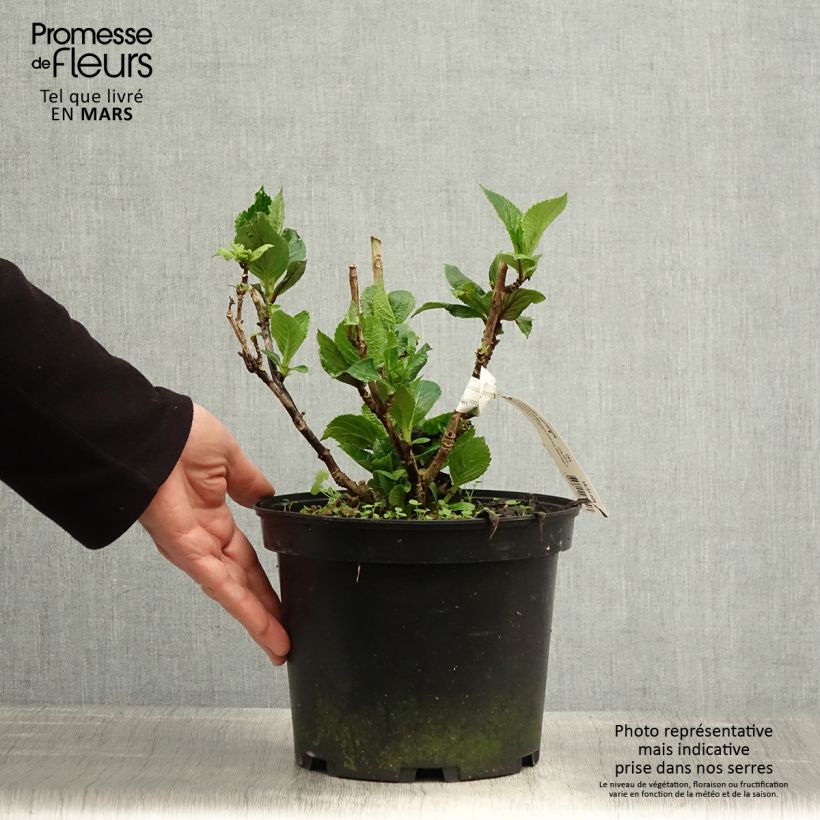 Exemplar von Hydrangea macrophylla Chocolate Ever Belles - Bauernhortensie Topf mit 4L/5L wie im Frühjahr geliefert