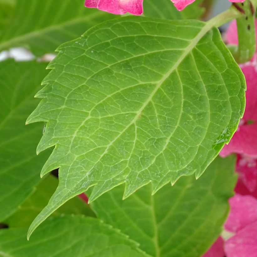 Hydrangea macrophylla Constellation - Bauernhortensie (Foliage)