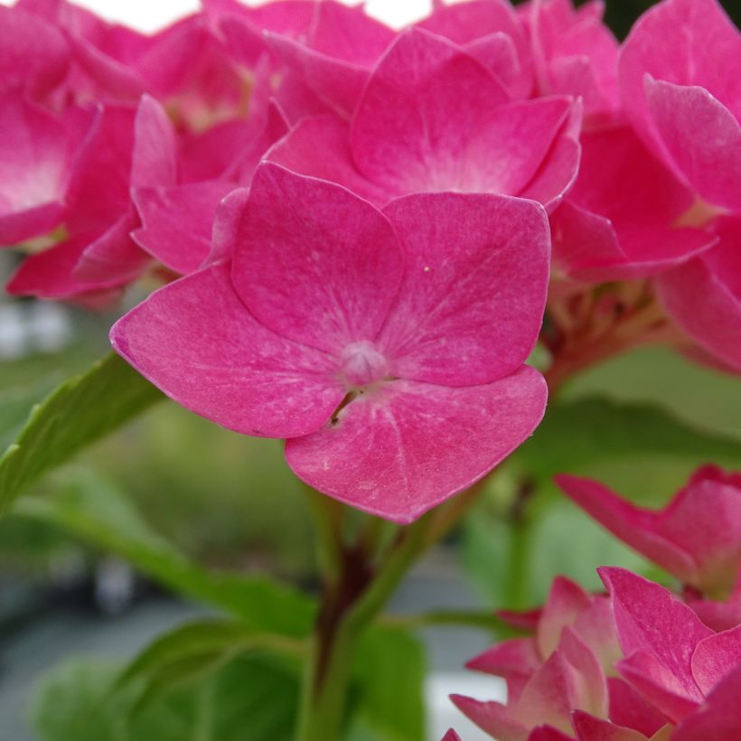 Hydrangea macrophylla Constellation - Bauernhortensie (Flowering)