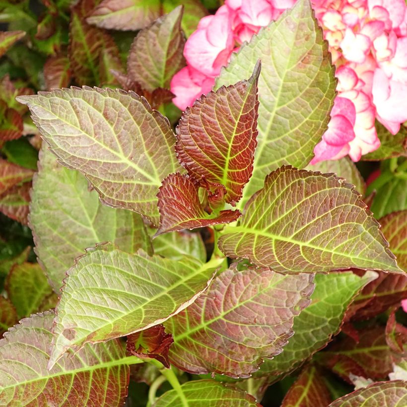 Hydrangea macrophylla Black Diamonds Dark Angel - Bauernhortensie (Foliage)