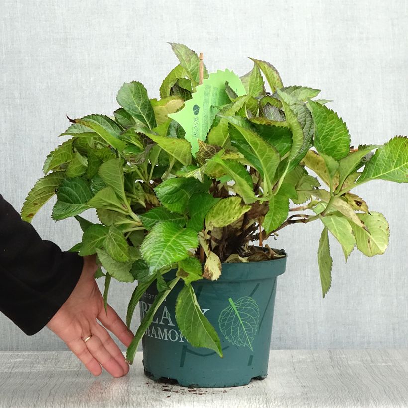Example of Hydrangea macrophylla Dark Angel Purple - Bauernhortensie Topf mit 4L/5L as you get in automne