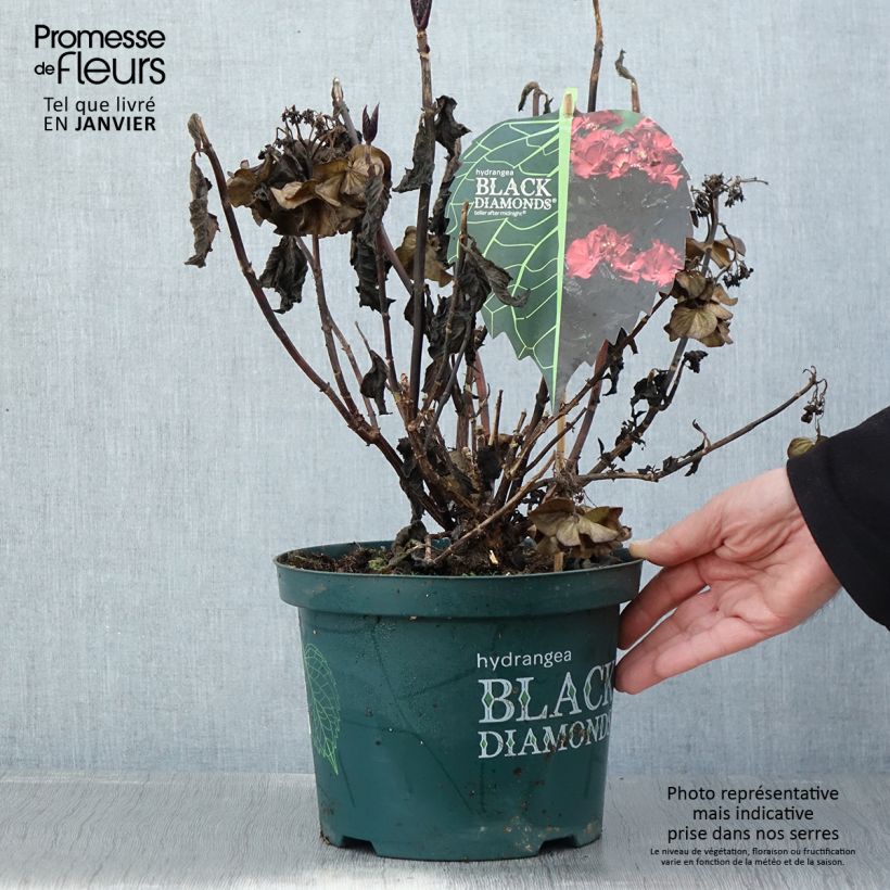 Exemplar von Hydrangea macrophylla Dark Angel Purple - Bauernhortensie Topf mit 2L/3L wie im Winter geliefert