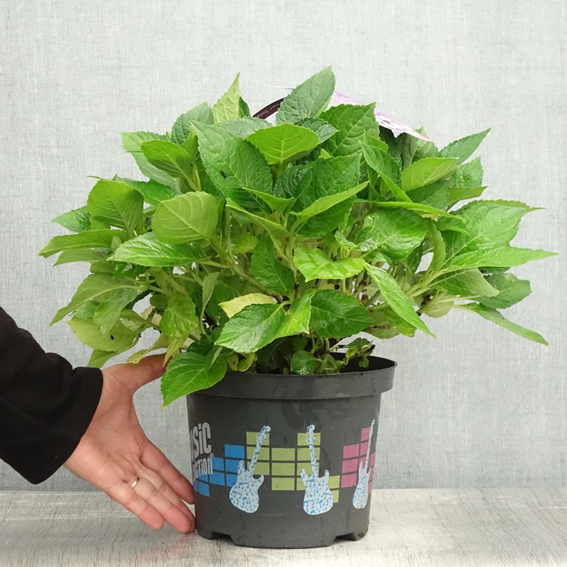 Example of Hydrangea macrophylla Deep Purple Dance - Bauernhortensie Topf mit 4L/5L as you get in automne