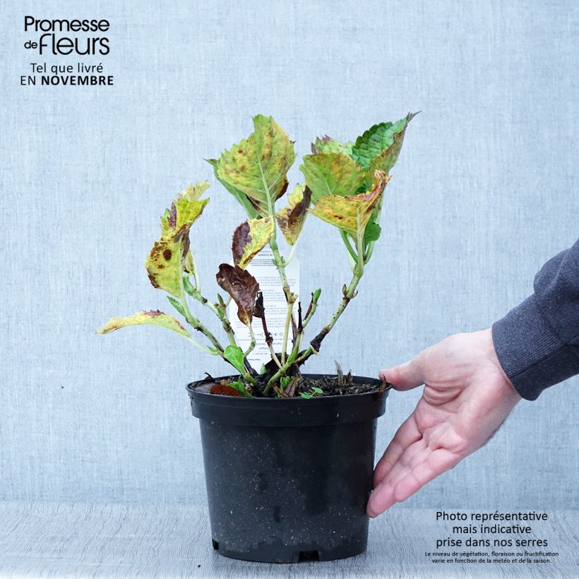 Example of Hydrangea macrophylla Deutschland - Bauernhortensie Topf mit 2L/3L as you get in automne
