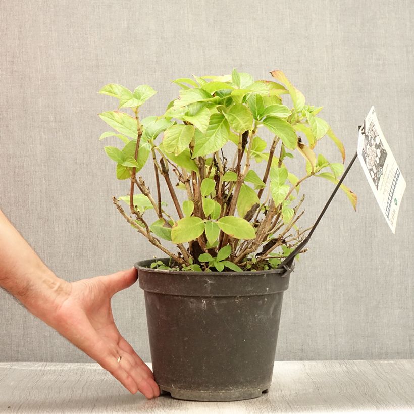 Exemplar von Hydrangea macrophylla Dolce Gipsy - Bauernhortensie Topf mit 4L/5L wie im Sommer geliefert