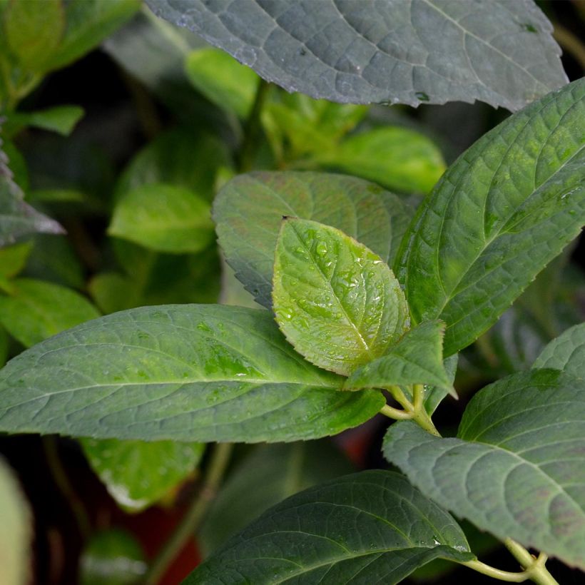 Hydrangea macrophylla Dolce Kiss - Bauernhortensie (Foliage)