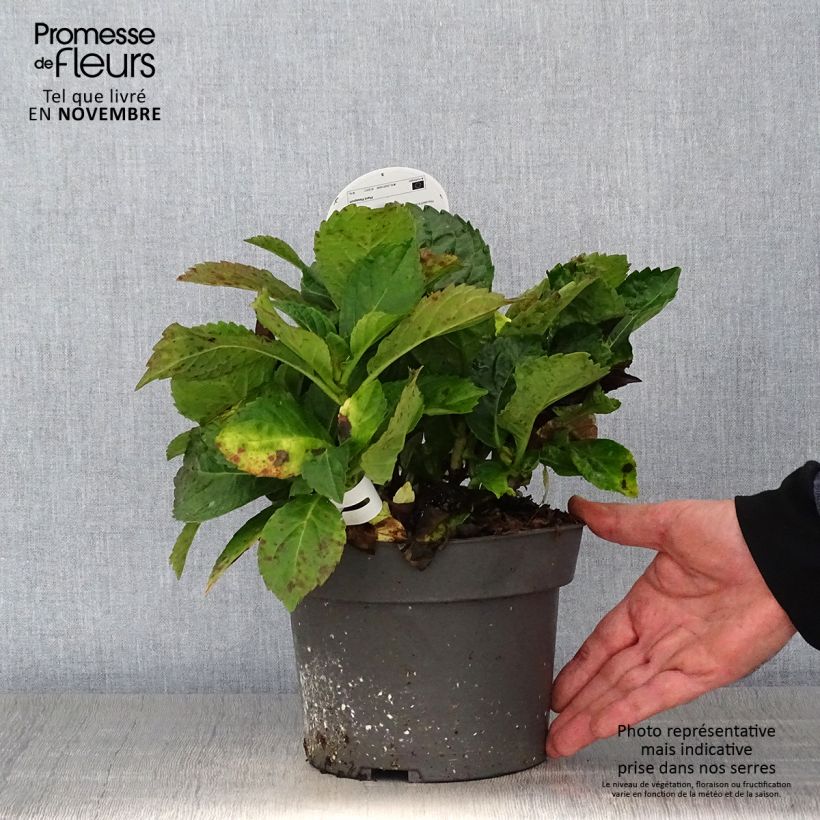 Example of Hydrangea macrophylla Early Blue - Bauernhortensie Topf mit 2L/3L as you get in automne