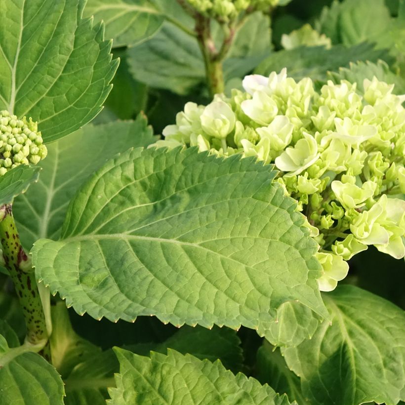 Hydrangea macrophylla Early Blue - Bauernhortensie (Foliage)