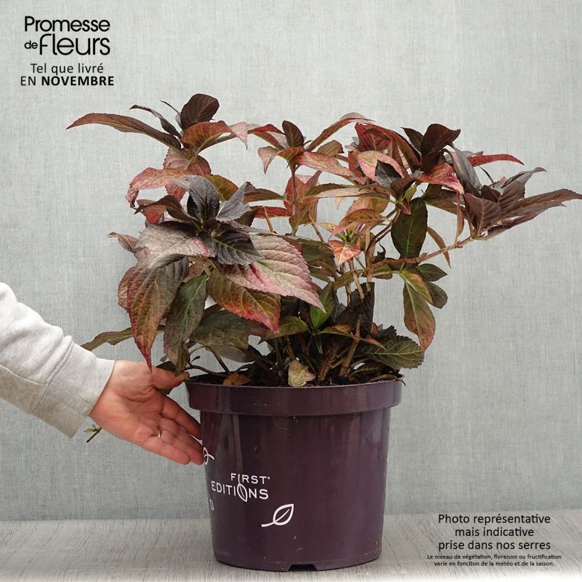 Example of Hydrangea macrophylla Eclipse - Bauernhortensie Topf mit 3L/4L as you get in automne