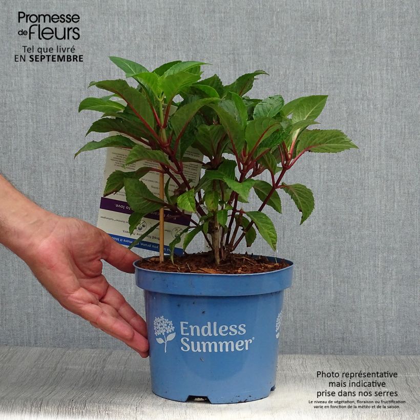 Example of Hydrangea macrophylla Endless Summer Bloomstar - Bauernhortensie Topf mit 3L/4L as you get in automne
