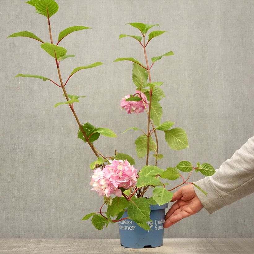 Exemplar von Hydrangea macrophylla Endless Summer Bloomstar - Bauernhortensie Topf mit 3L/4L wie im Sommer geliefert