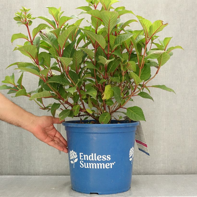 Exemplar von Hydrangea macrophylla Endless Summer Bloomstar - Bauernhortensie Topf mit 12L/15L wie im Sommer geliefert