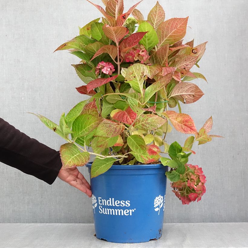 Exemplar von Hydrangea macrophylla Endless Summer The Bride - Bauernhortensie Topf mit 12L/15L wie im Herbst geliefert