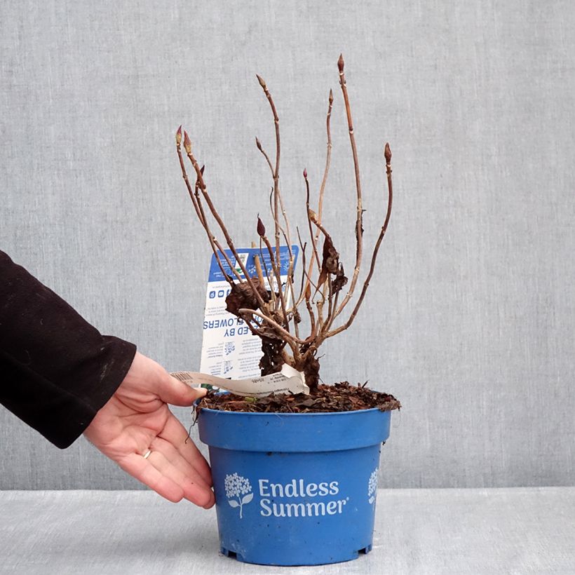 Exemplar von Hydrangea macrophylla Endless Summer The Bride - Bauernhortensie Topf mit 2L/3L wie im Winter geliefert
