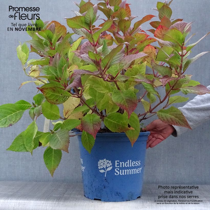 Example of Hydrangea macrophylla Endless Summer Twist and Shout - Bauernhortensie Topf mit 12L/15L as you get in automne