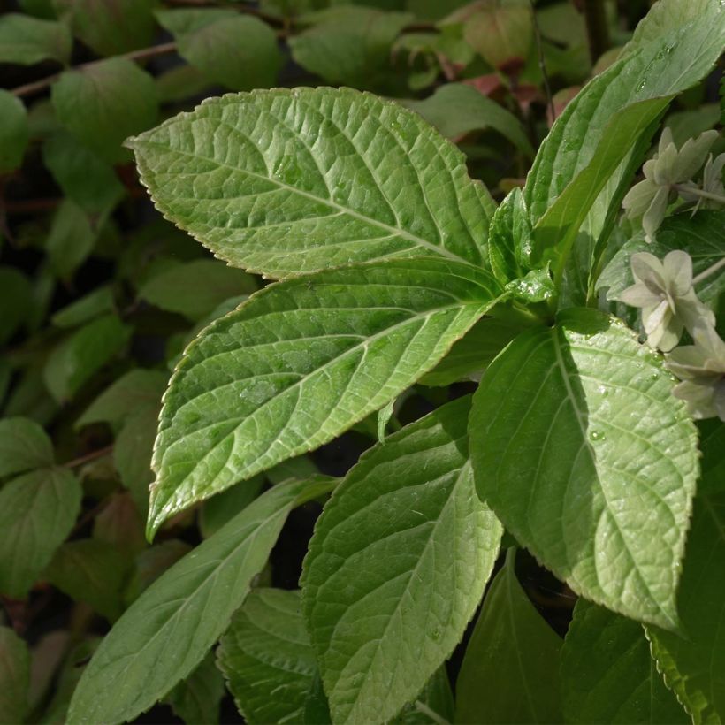 Hydrangea macrophylla Etoile Violette - Bauernhortensie (Foliage)