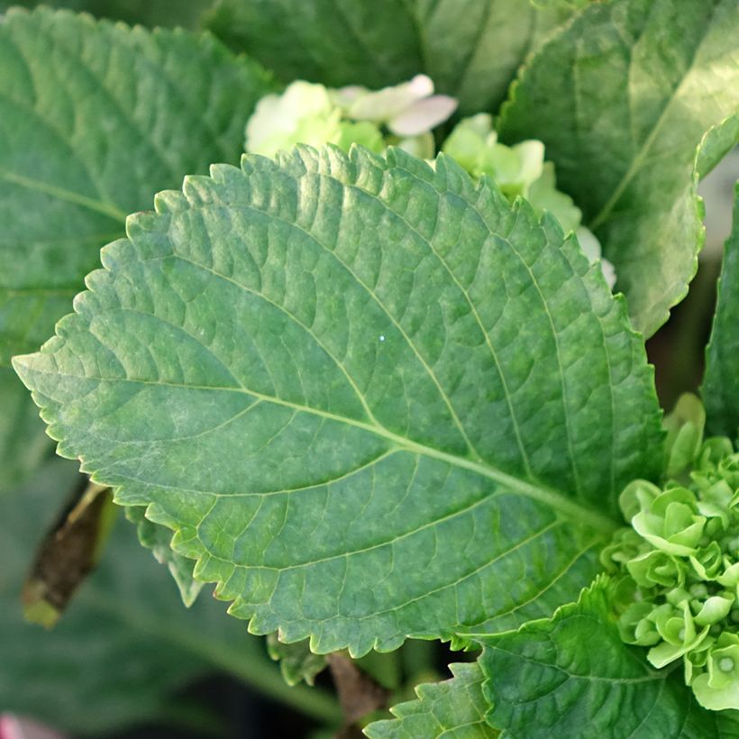 Hydrangea macrophylla Everbloom® Pink Wonder - Bauernhortensie (Foliage)