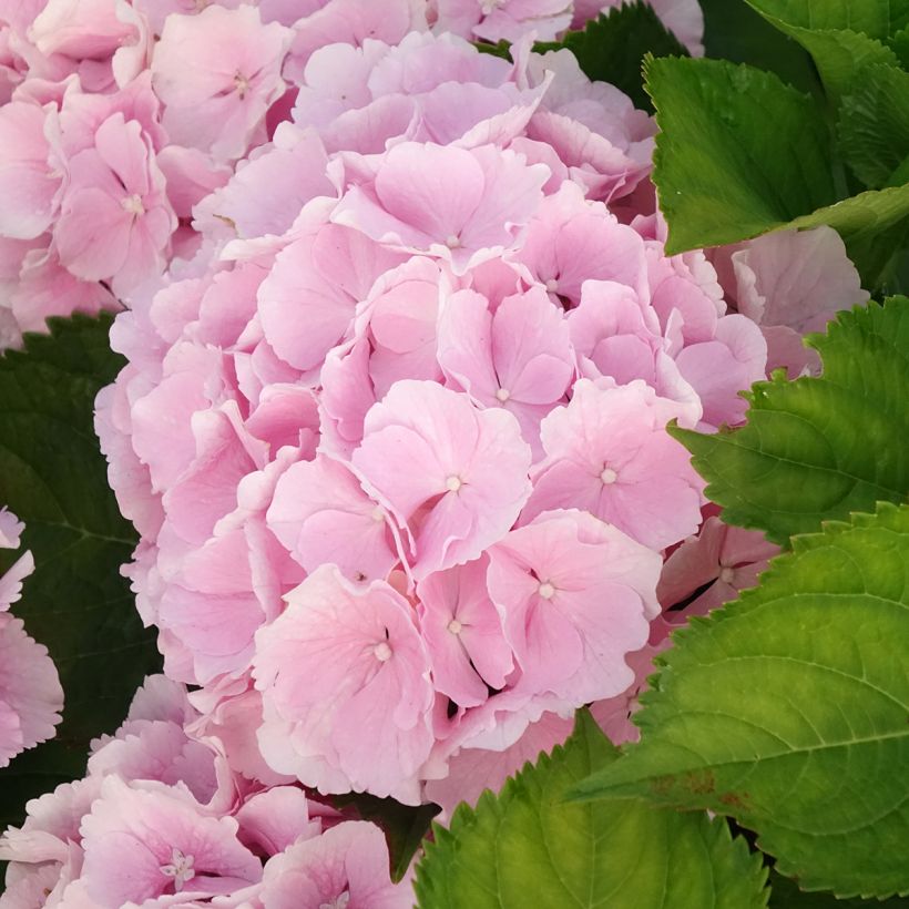 Hydrangea macrophylla Everbloom® Pink Wonder - Bauernhortensie (Flowering)