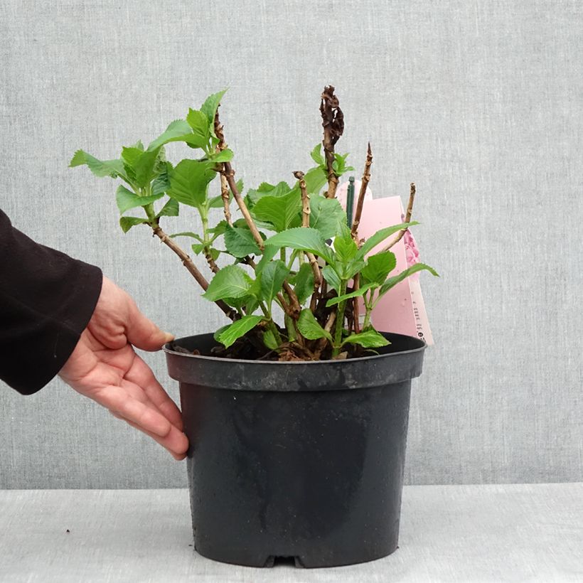 Exemplar von Hydrangea macrophylla Everbloom® Pink Wonder - Bauernhortensie Topf mit 4L/5L wie im Frühjahr geliefert