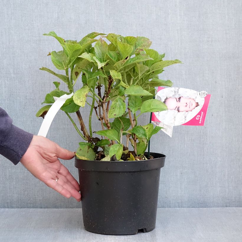 Exemplar von Hydrangea macrophylla Everbloom® White Wonder - Bauernhortensie Topf mit 4L/5L wie im Herbst geliefert