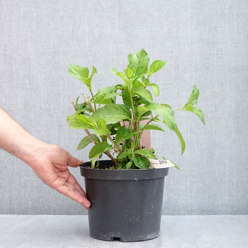 Exemplar von Hydrangea macrophylla Everbloom® White Wonder - Bauernhortensie Topf mit 4L/5L wie im Frühjahr geliefert