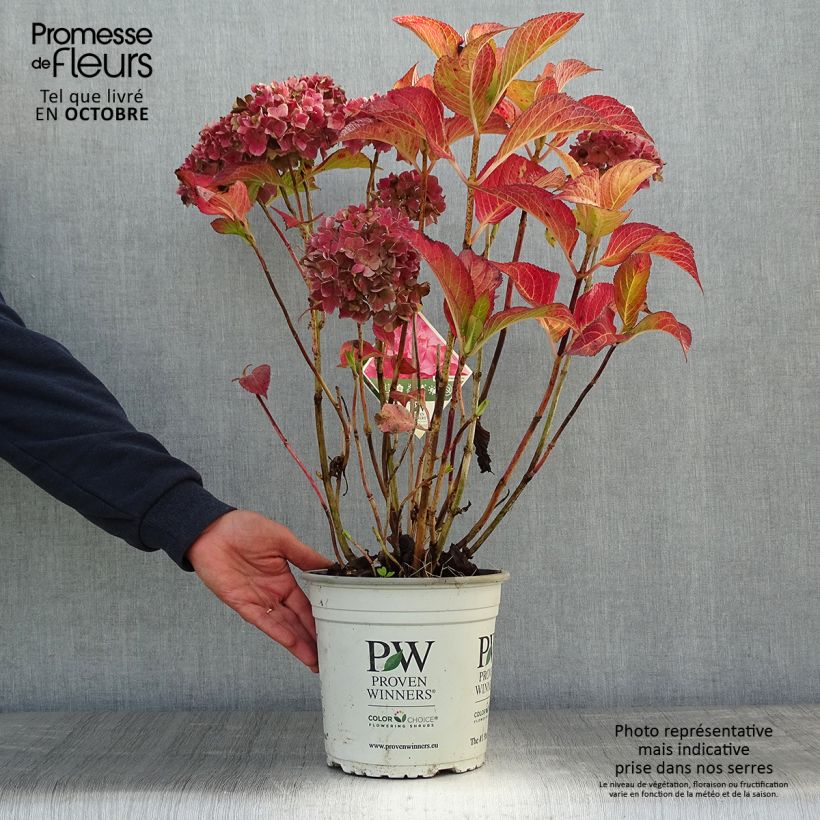 Example of Hydrangea macrophylla Flair & Flavours Sweet Cupcake - Bauernhortensie Topf mit 4L/5L as you get in automne
