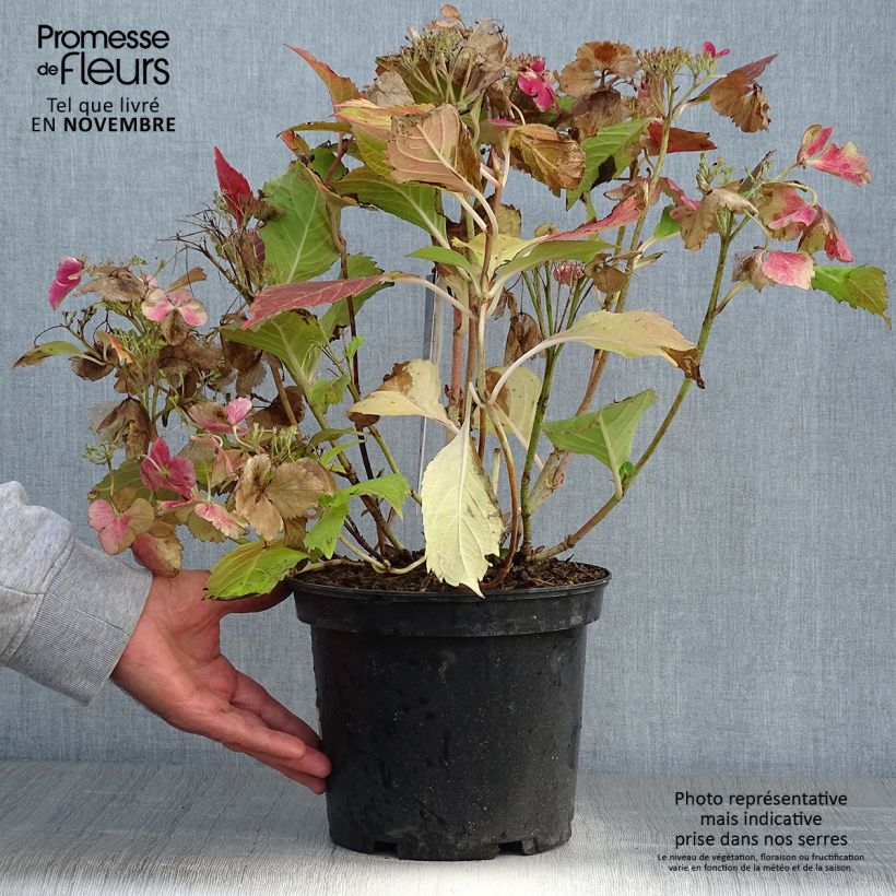 Example of Hydrangea macrophylla Rendez-Vous French Cancan - Bauernhortensie Topf mit 4L/5L as you get in automne