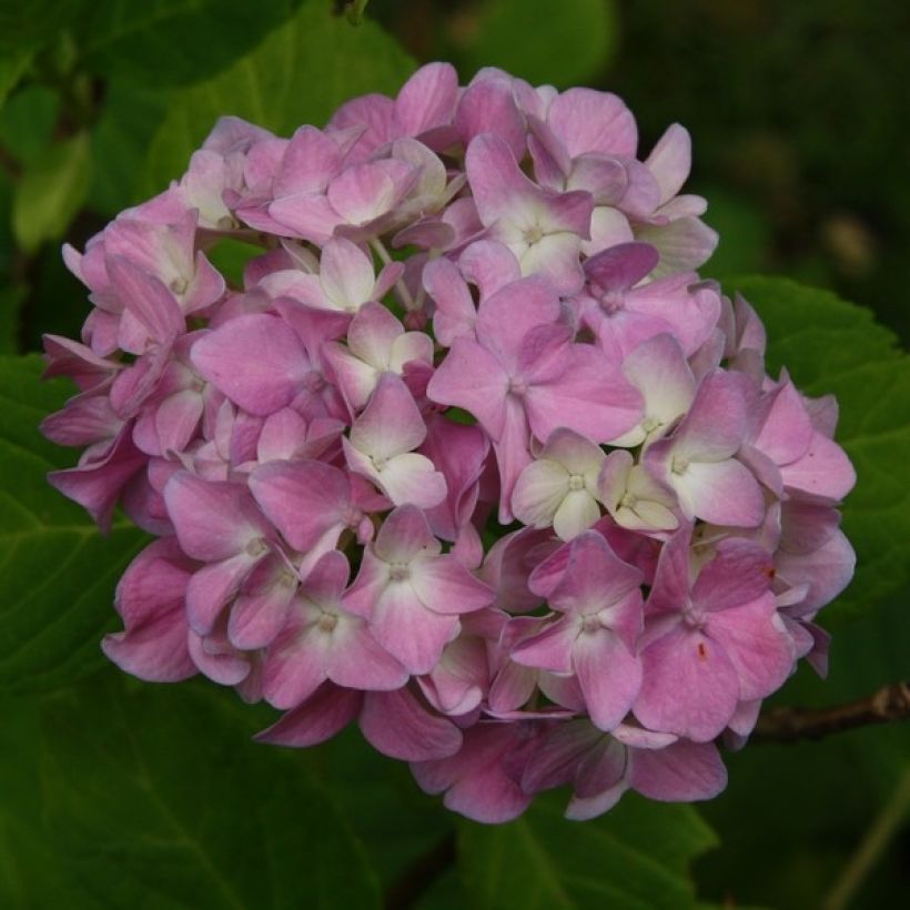 Hydrangea macrophylla Generale Vicomtesse de Vibraye - Bauernhortensie (Flowering)