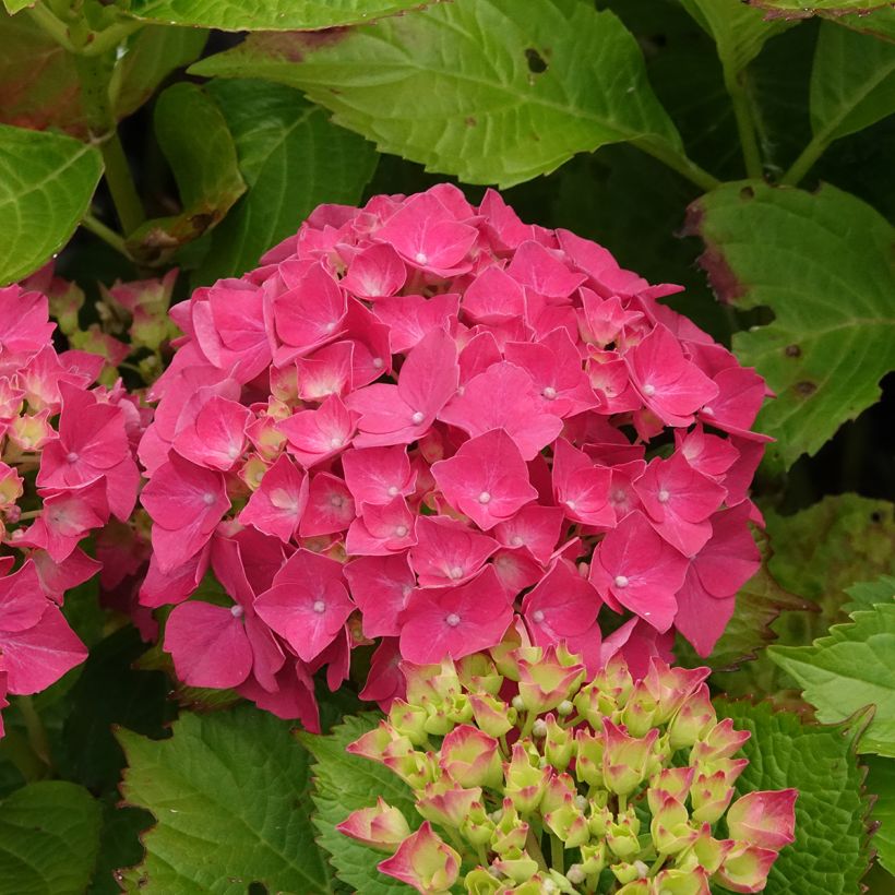 Hydrangea macrophylla Glowing Amber - Bauernhortensie (Blüte)