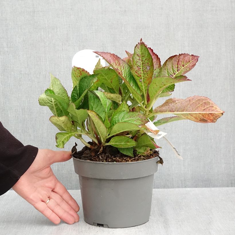 Exemplar von Hydrangea macrophylla 'Horcos' GRÄFIN COSEL ( SAXON® series ) - Bauernhortensie Topf mit 3L/4L wie im Herbst geliefert