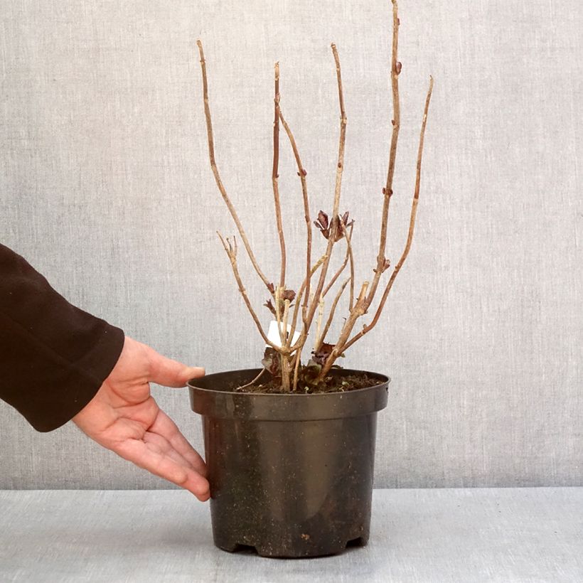 Example of Hydrangea macrophylla 'Horcos' GRÄFIN COSEL ( SAXON® series ) - Bauernhortensie Topf mit 3L/4L as you get in hiver
