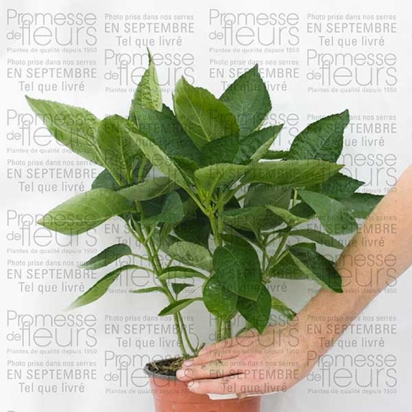 Example of Hydrangea macrophylla Great Star Blanc Bleu - Bauernhortensie Topf mit 2L/3L as you get