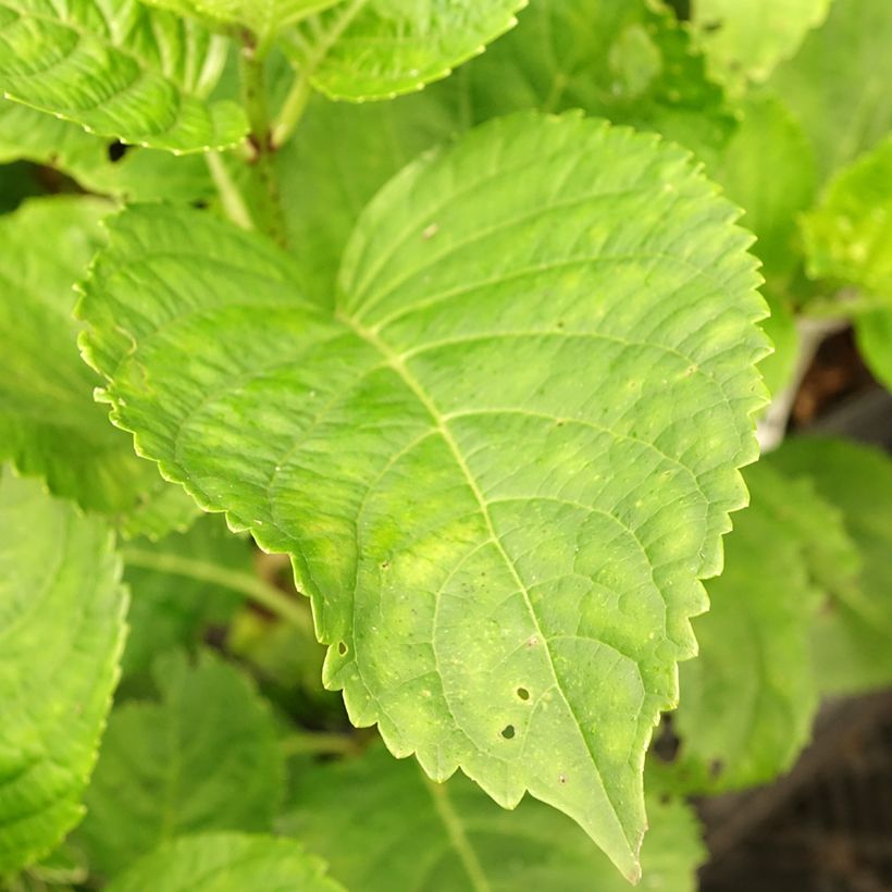 Hydrangea macrophylla Green Ever Belles - Bauernhortensie (Foliage)