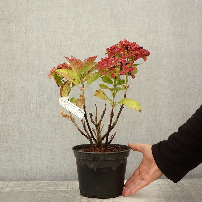 Example of Hydrangea macrophylla Green Ever Belles - Bauernhortensie Topf mit 2L/3L as you get in automne