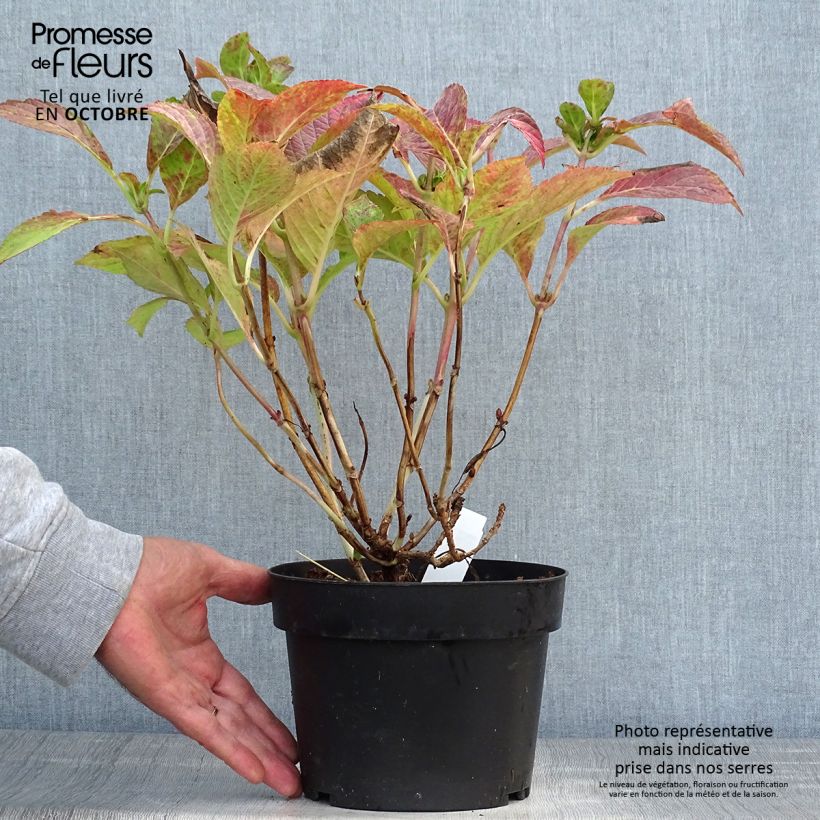 Example of Hydrangea macrophylla Green shadow - Bauernhortensie Topf mit 2L/3L as you get in automne