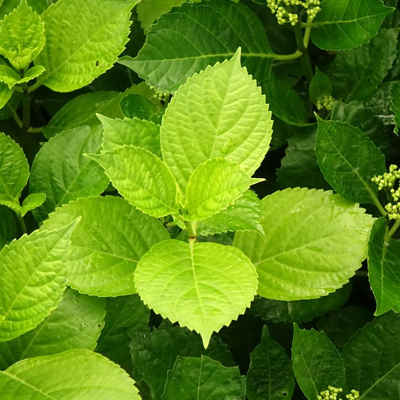 Hydrangea macrophylla Hovaria Hobergine - Bauernhortensie (Foliage)