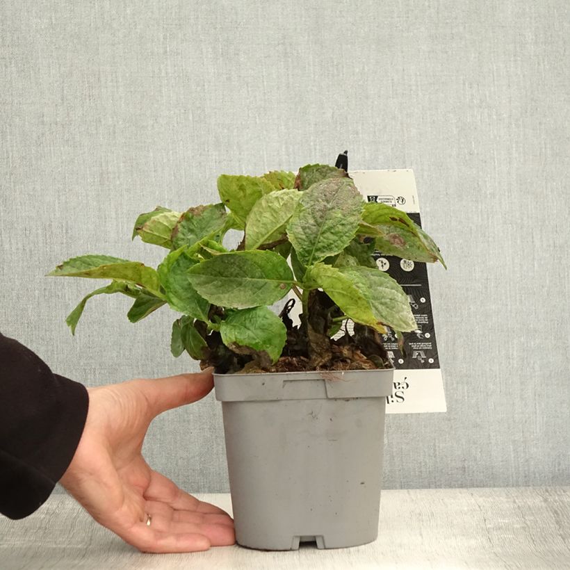 Example of Hydrangea macrophylla Immaculata - Bauernhortensie Topf mit 2L/3L as you get in automne